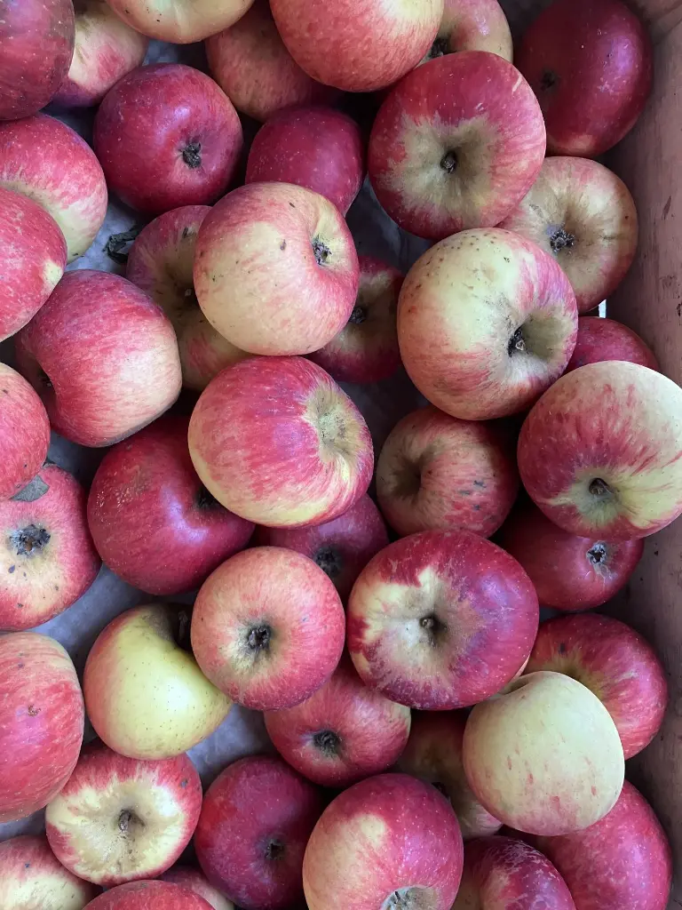 court pendu rouge.webp