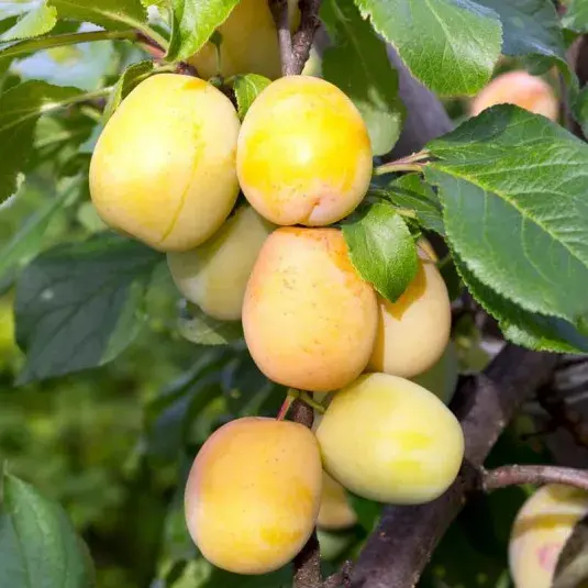 Prunier Sécrétau jaune bio – variété locale