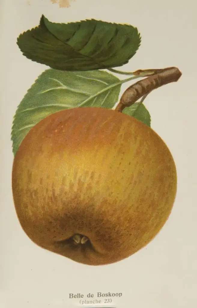 Belle de Boskoop grise