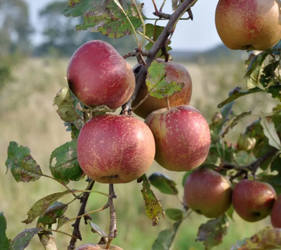 Pomme Belle de Boskoop (AB)