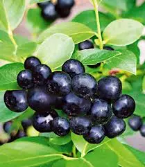 Cassissier Black Down