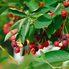 Amelanchier de Canada (AB)