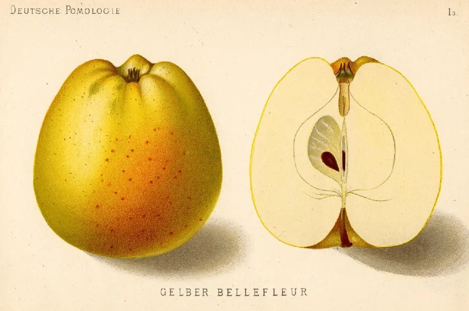 Pomme Belle fleur jaune (AB)