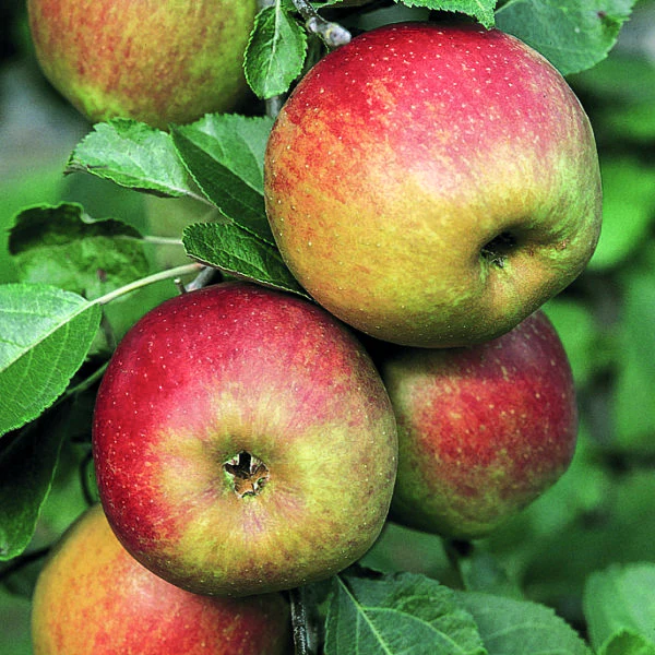 Pomme Belle fille de Salins (AB)