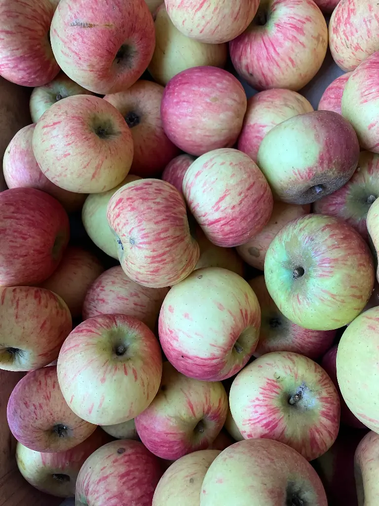 Pomme Belle de Mai (AB)