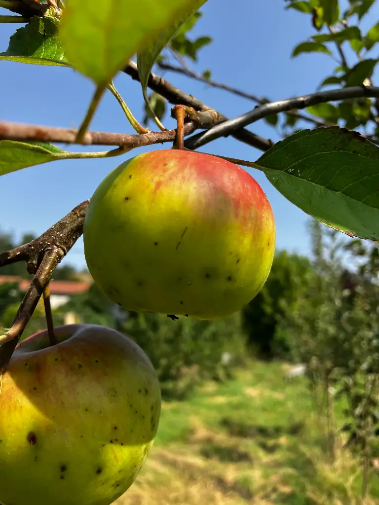 Pomme d'Albret (AB)
