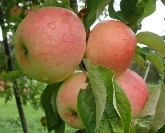 Pommier Orange Suisse bio – variété ancienne