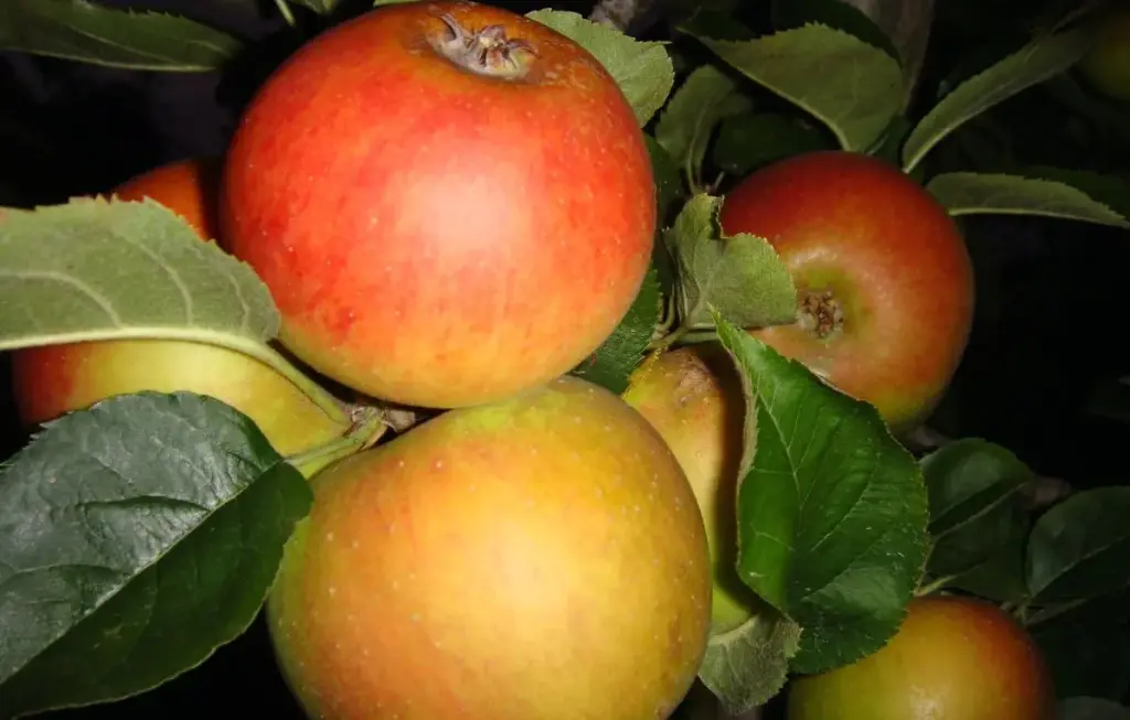 Pommier Reinette dorée de Blenheim bio – variété ancienne