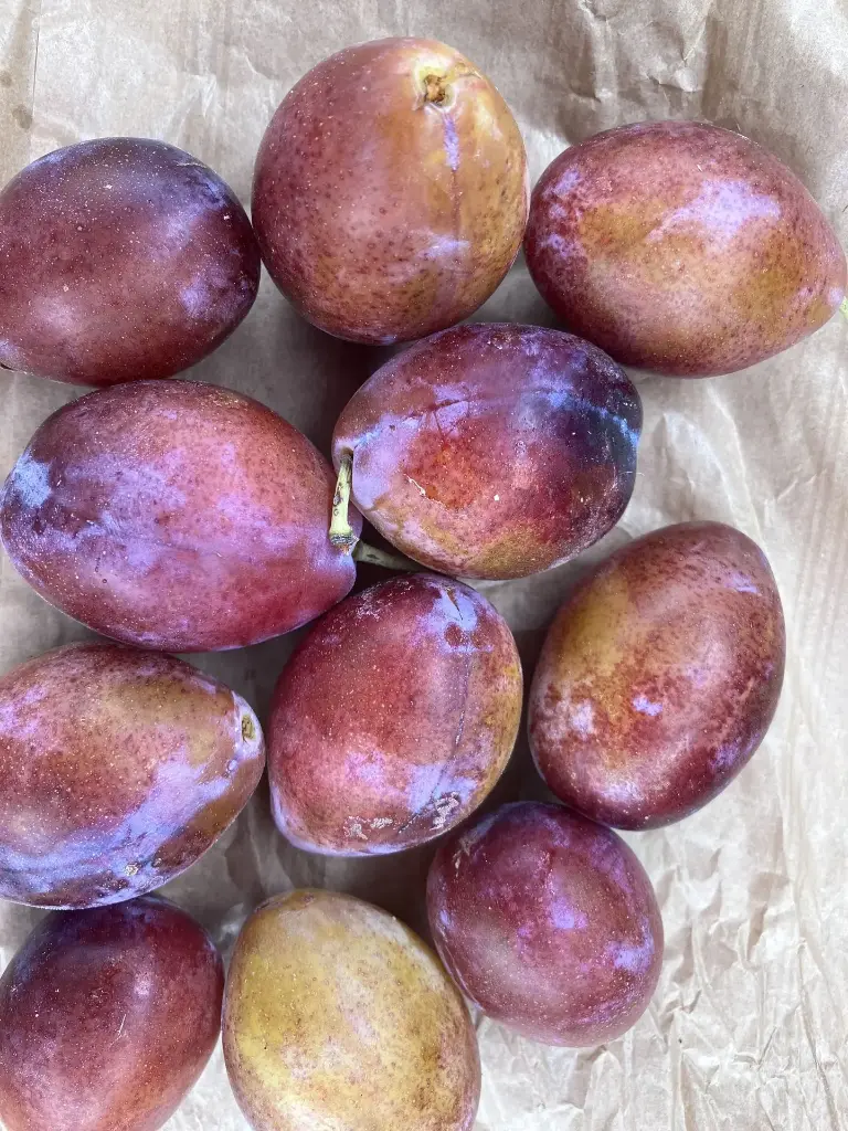 Prunier Damassine (AB)