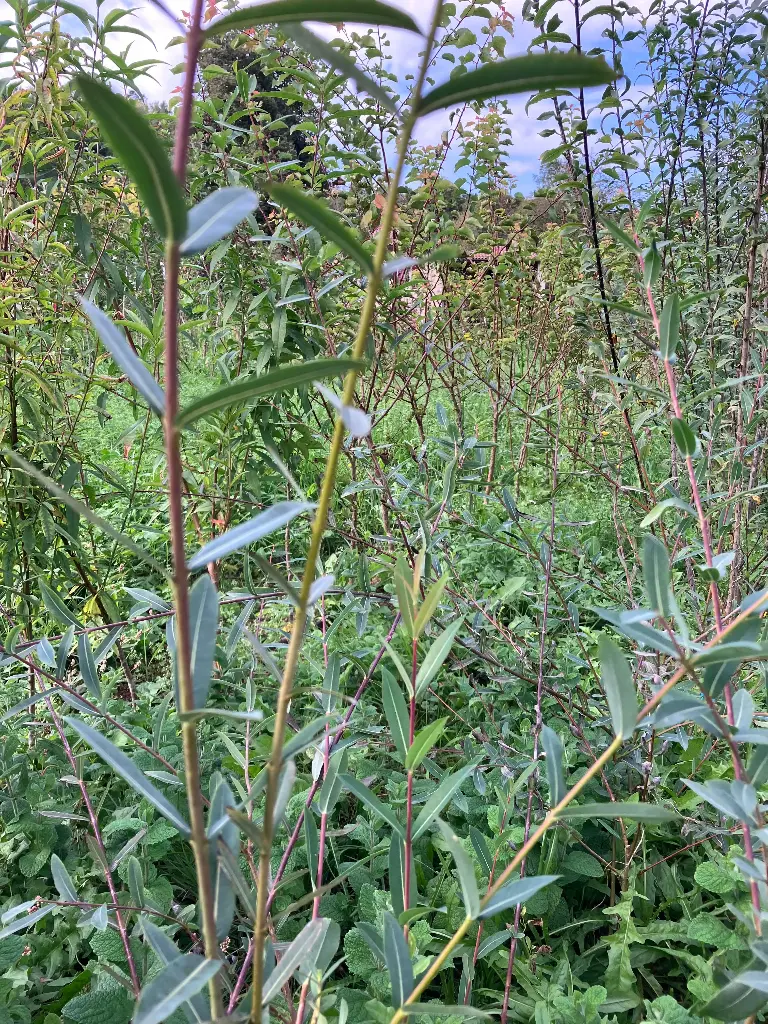 Salix purpurea Daphnoides