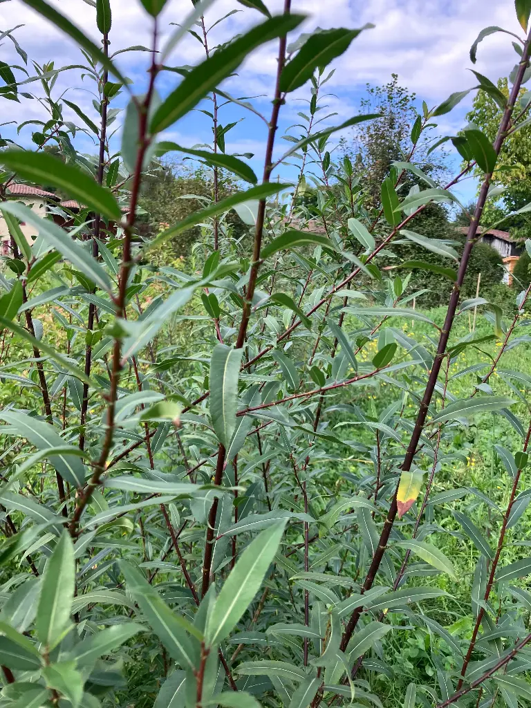 Salix triandra Grisette