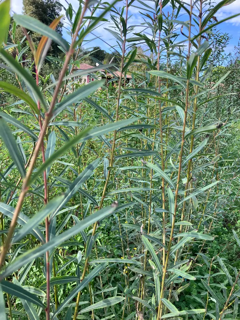 Salix triandra Hélix