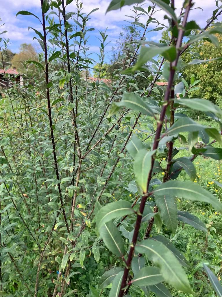Salix triandra Noir de Villaines