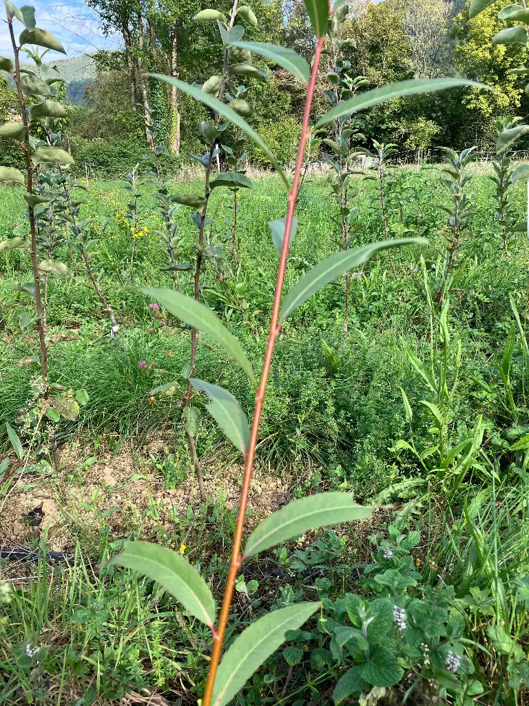 Salix fragilis Rouge Belge