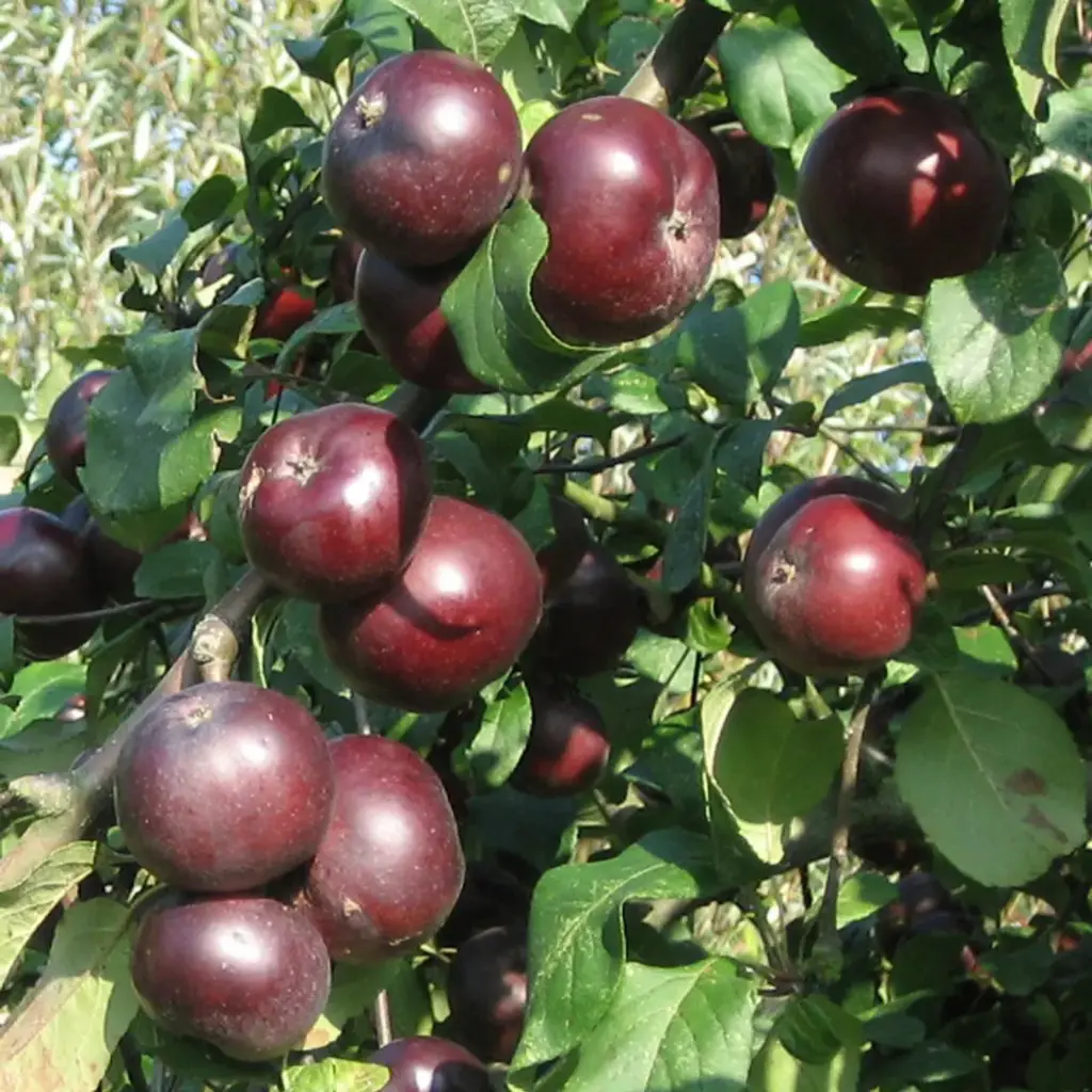 Pomme Api noir (AB)