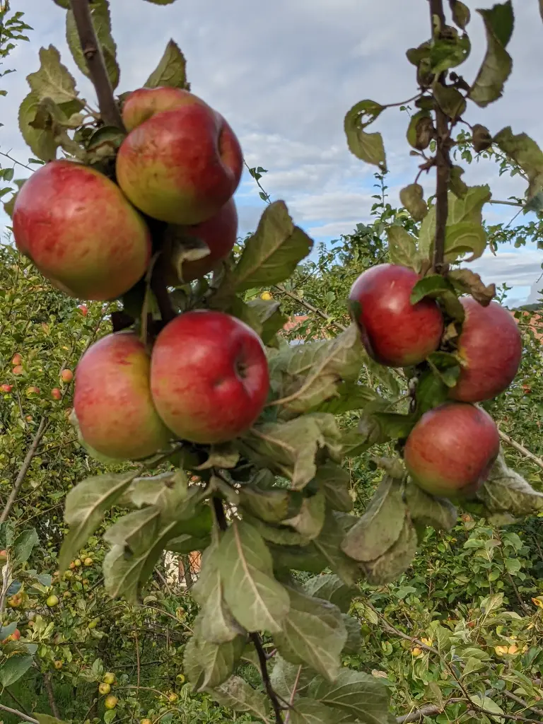 Pommier Court pendu rouge des Pyrénées / Bethmale bio – variété locale