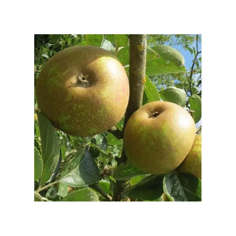 Pomme Court pendu gris du Limousin (AB)
