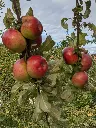 Pomme Court pendu rouge des Pyrénées / Bethmale (AB)