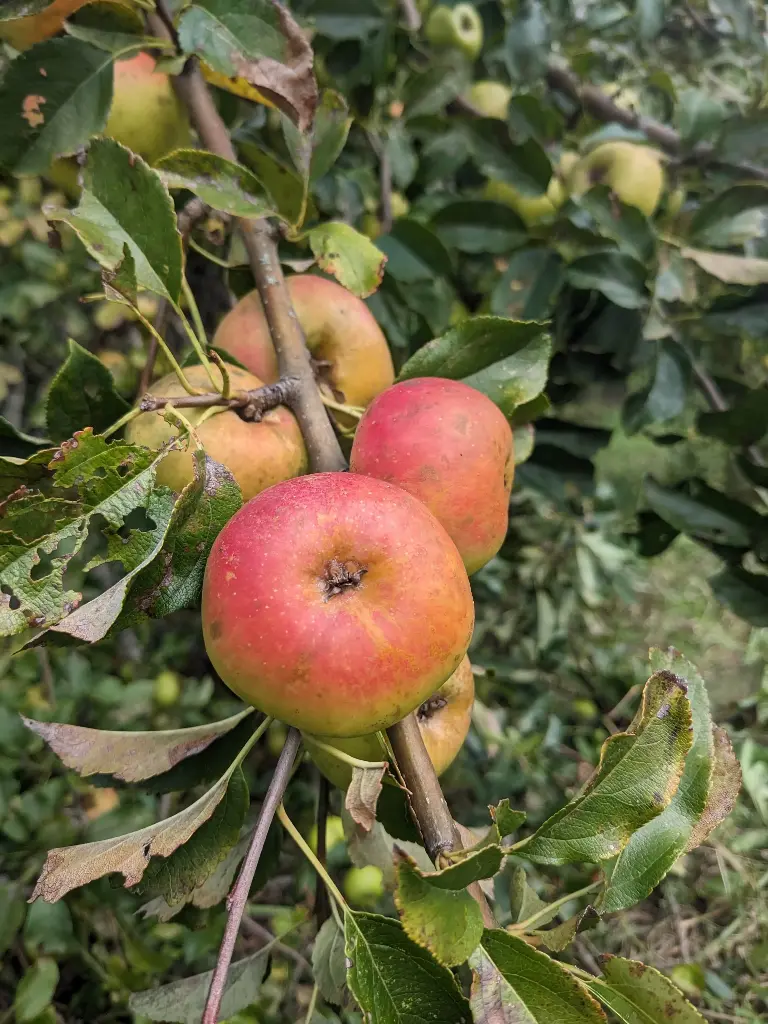 Pomme Couteras (AB)