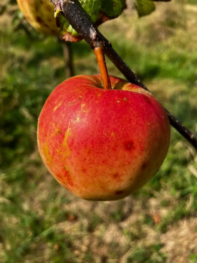 Pomme Melrose (AB)