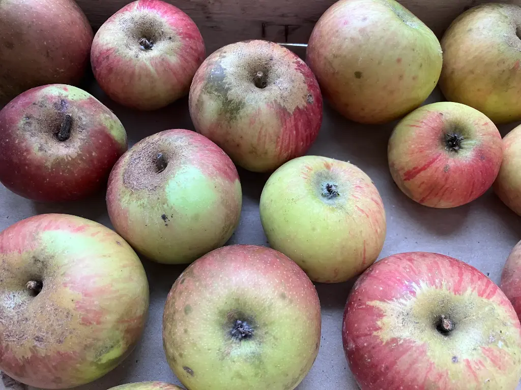 Pomme Nationale (AB)