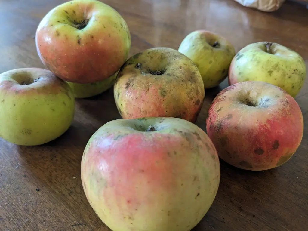 Pomme Oeil Gros / Ouillie Grosse / Bolivarde (AB)