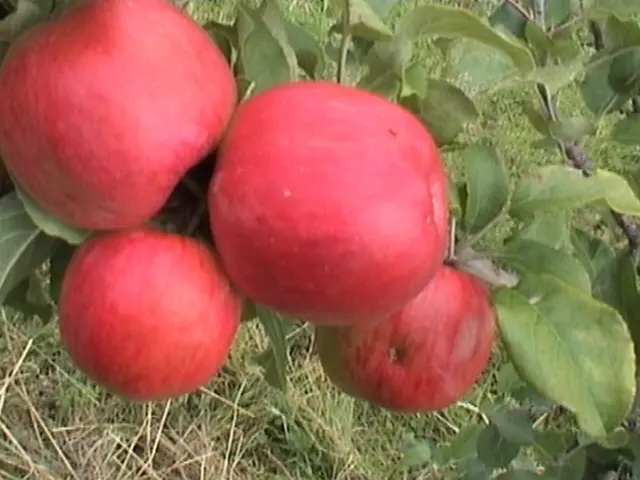 Pomme Pay Bou (Calville rouge d'été)(AB)