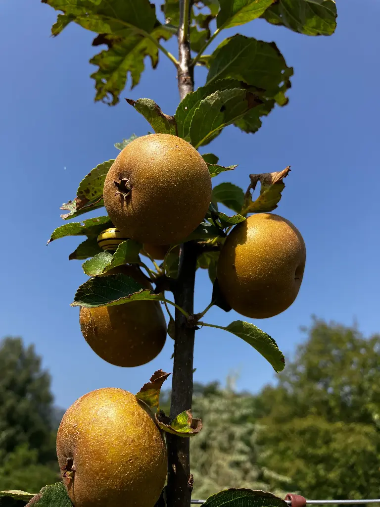 Pomme Patte de Loup (AB)
