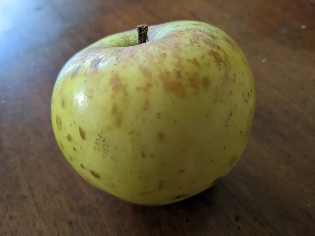 Pommier Pomme-Coing bio – variété ancienne