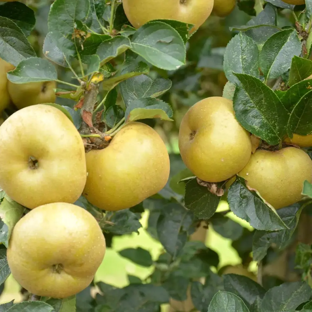 Pomme Reinette Blanche du Canada (AB)