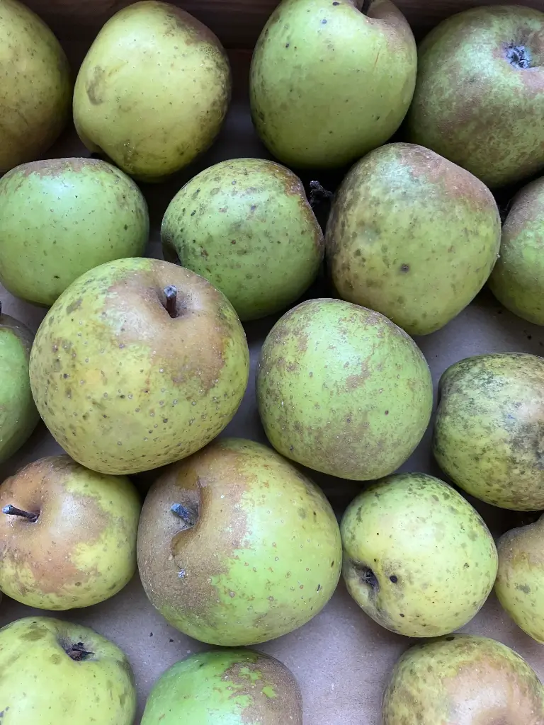 Pommier de l'Estre (Reinette de Brive, Sainte-Germaine) bio – variété de montagne