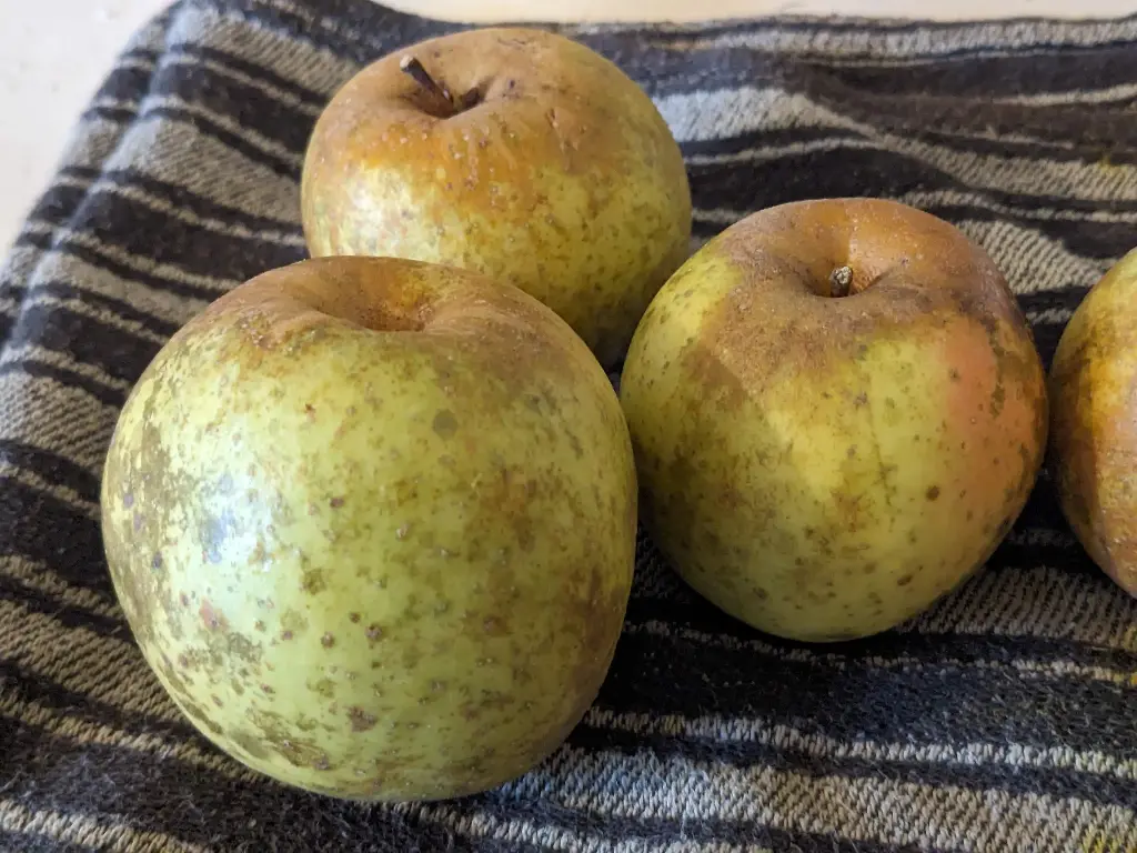 Pommier Toureillière bio – variété locale