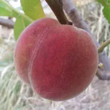 Belle des croix rouges