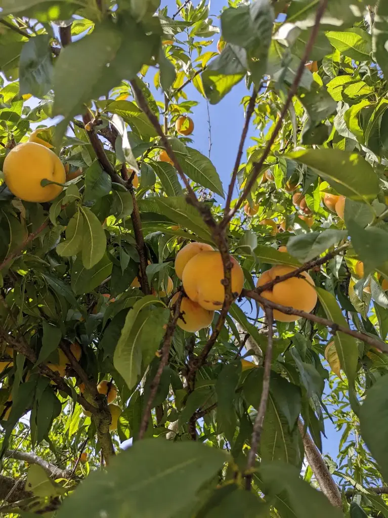 Pêche de vigne blanche Tarrouges