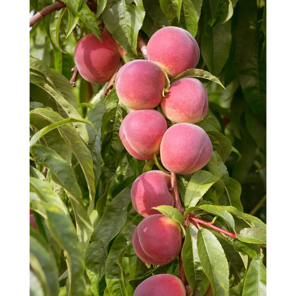 Pêcher de Nelly bio – variété ancienne