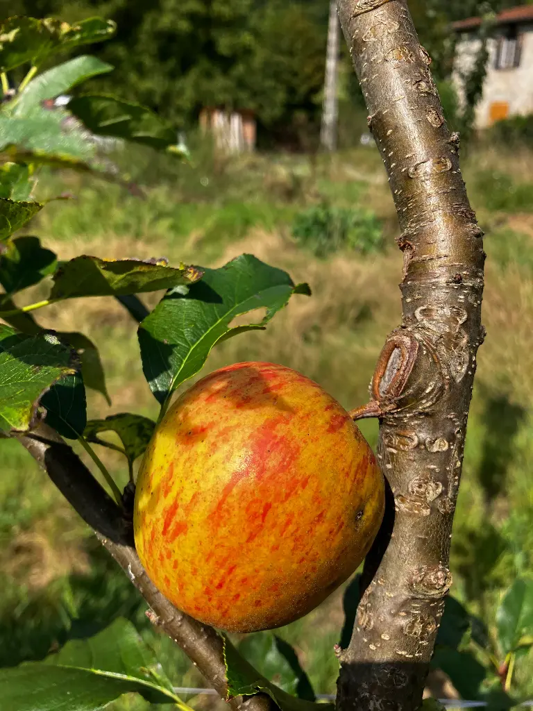 Pomme Delbarestivale (AB)