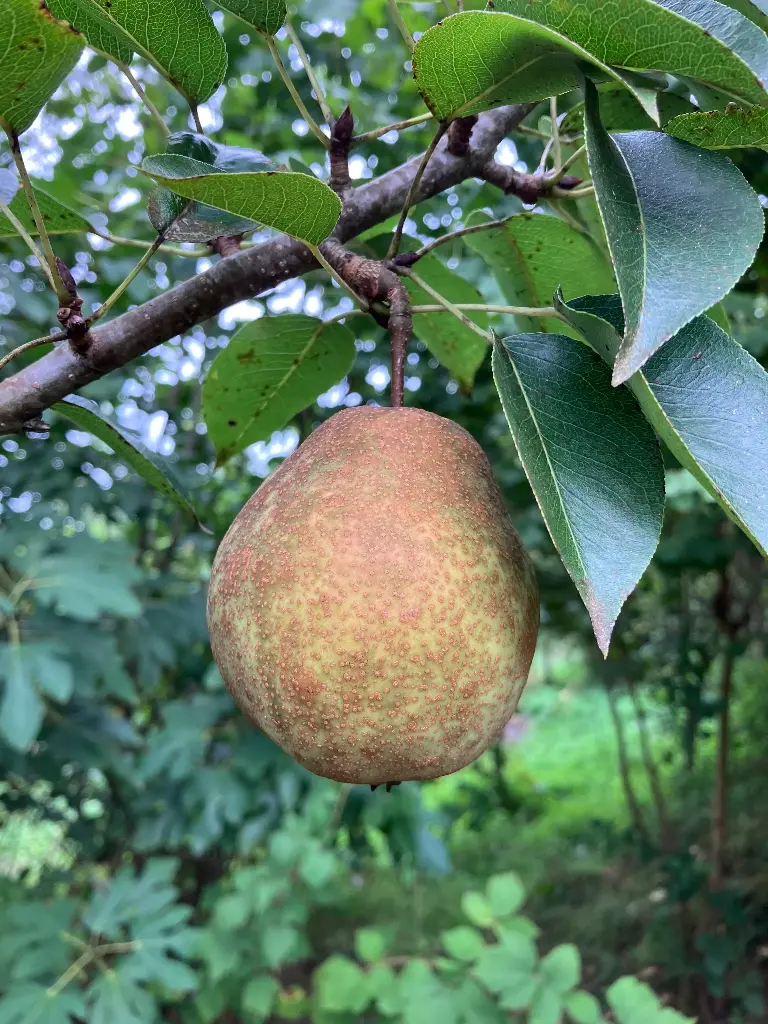 Poire Citron