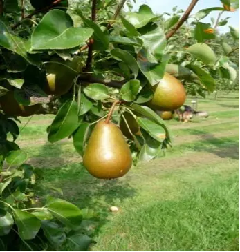 Pierre Corneille (AB)