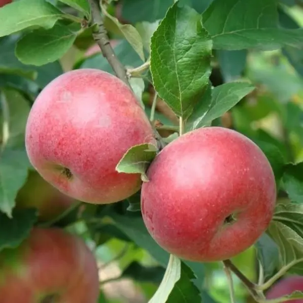 Pomme Api double rose (AB)