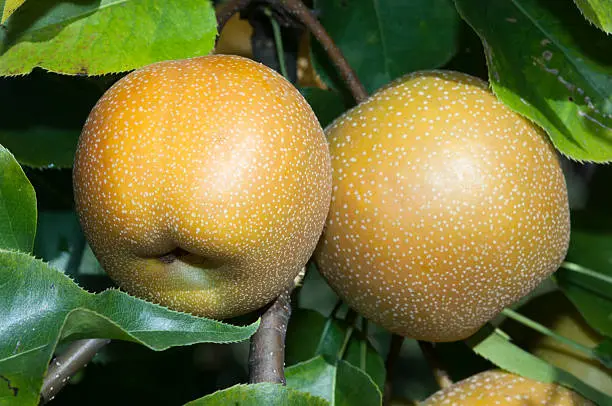 Nashi Chojuro