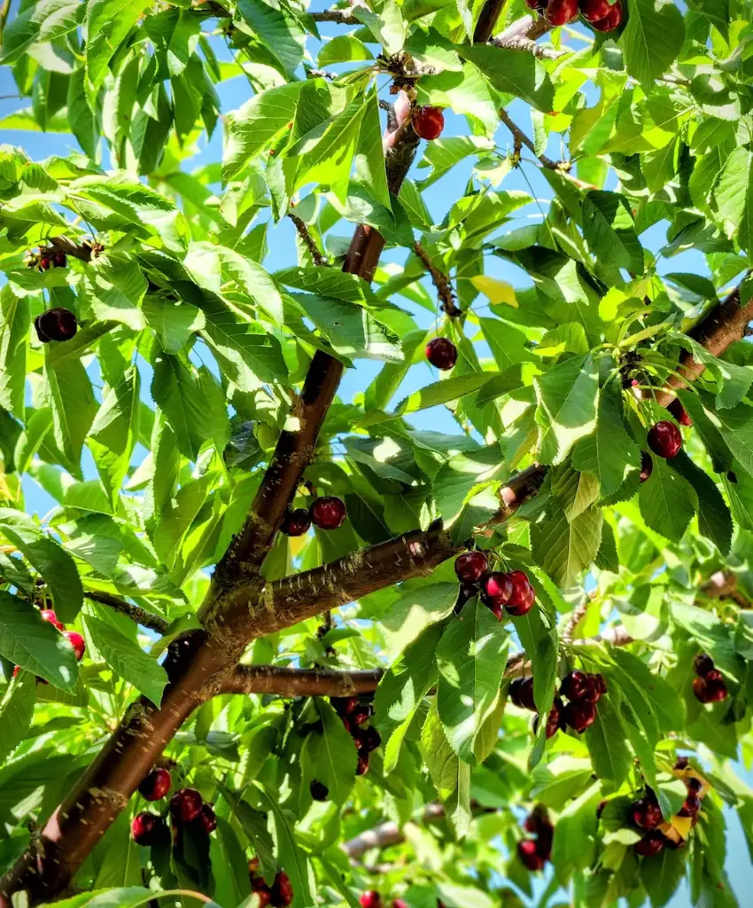 Géant d'Hedelfingen (AB)