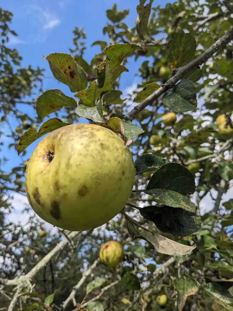 Pomme Centrou (AB)