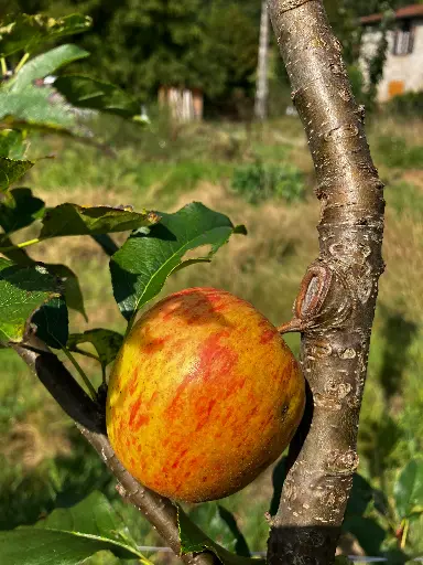 [POM_1040] Pomme Delbarestivale (AB)