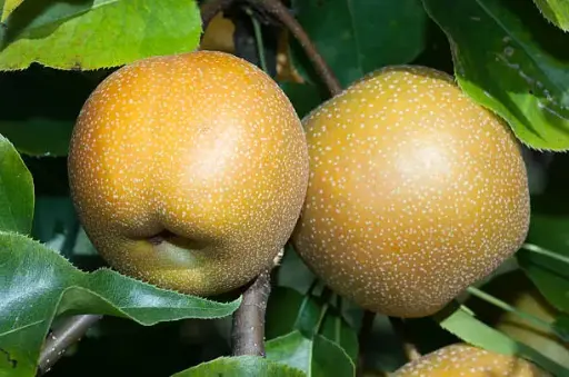 Nashi Chojuro