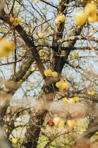 [CER_4002] Blancau (AB)