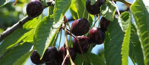 Cerisier Itxassou Belxa bio – variété ancienne
