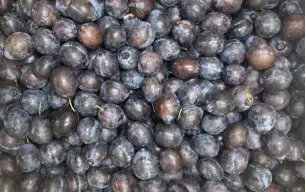 [PRUN_5002] Datil (AB)