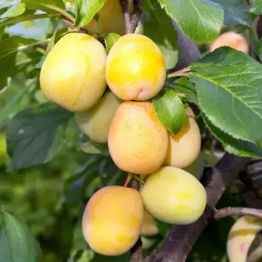 Prunier Sécrétau jaune bio – variété locale