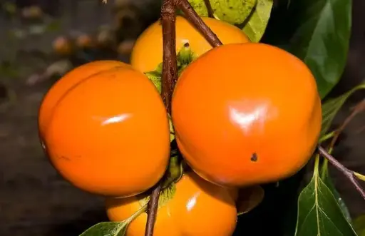 [PLAQ_7002] Hana Fuyu