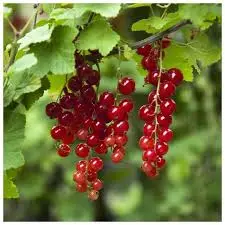Groseillier Jonkheer van Tets bio – variété montagne